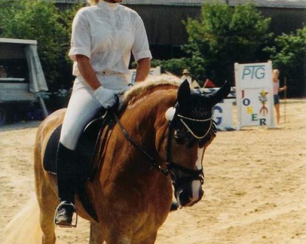 Zuchtstute Lilly 228 (Haflinger, 1992, von Apiko (15,63% ox))