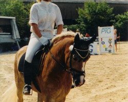 broodmare Lilly 228 (Haflinger, 1992, from Apiko (15,63% ox))