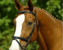 horse Piolin 2 (Hanoverian, 1995, from Pandur)