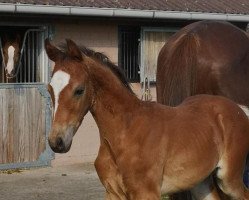 dressage horse Ferdinand (Rhinelander, 2022, from Flashbang)