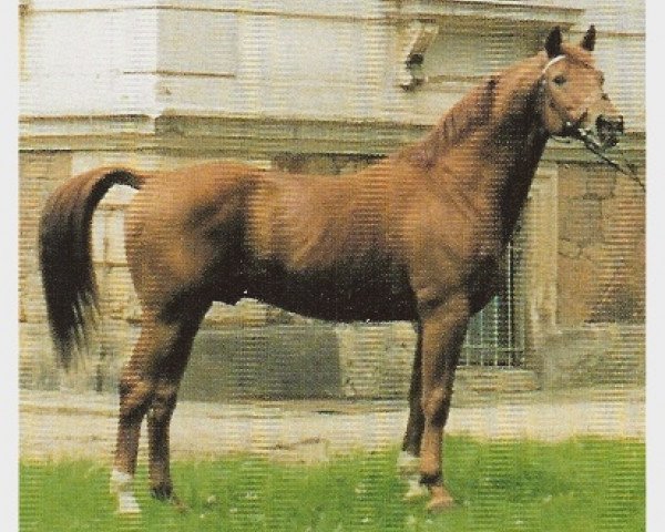 horse Nerv (Trakehner, 1976, from Ralf)