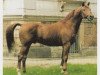 stallion Nerv (Trakehner, 1976, from Ralf)