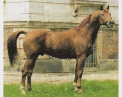 Deckhengst Nerv (Trakehner, 1976, von Ralf Mo 1087)