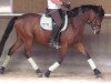 dressage horse Dutchman 43 (German Riding Pony, 2005, from HB Daylight)