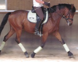 dressage horse Dutchman 43 (German Riding Pony, 2005, from HB Daylight)