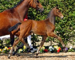 dressage horse Rietberger (Westphalian, 2012, from Rocky Lee)