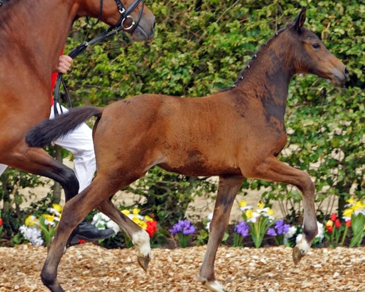Springpferd Commodore (Westfale, 2012, von Comme il Faut)