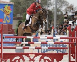 jumper Cantaire O (KWPN (Royal Dutch Sporthorse), 2007, from Canturo)