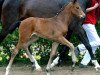 dressage horse Divita Royal (Rhinelander, 2012, from Delatio)