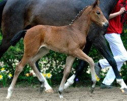 dressage horse Divita Royal (Rhinelander, 2012, from Delatio)