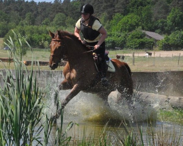 horse Amicalement (Zweibrücken, 2004, from Algra)