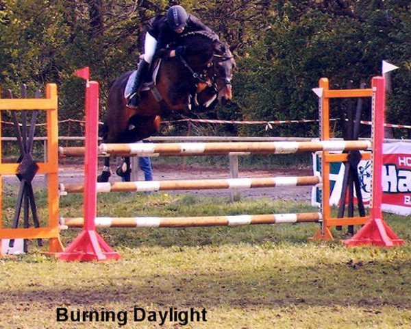 Deckhengst Burning Daylight (Connemara-Pony, 1997, von Brimstone van Graaf Janshof)