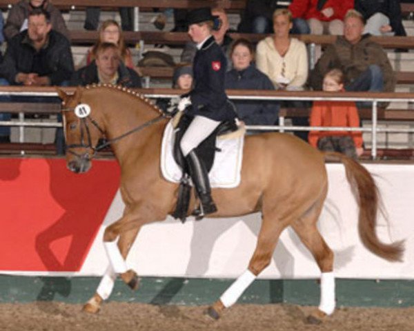 dressage horse Donchester (German Riding Pony, 1999, from FS Don't Worry)