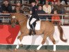 stallion Donchester (Westphalian, 1999, from FS Don't Worry)