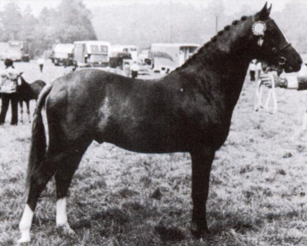 Deckhengst Downland Mandarin (Welsh Pony (Sek.B), 1969, von Downland Chevalier)