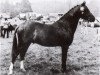 Deckhengst Downland Mandarin (Welsh Pony (Sek.B), 1969, von Downland Chevalier)