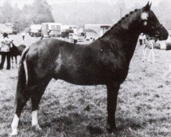 stallion Downland Mandarin (Welsh-Pony (Section B), 1969, from Downland Chevalier)