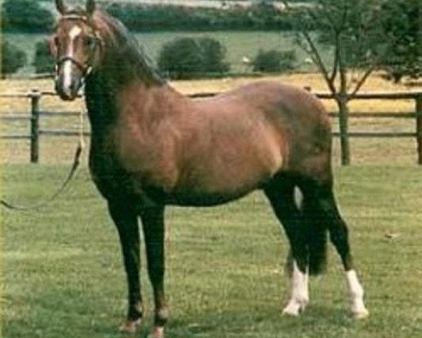 stallion Keston Royal Occasion (Welsh-Pony (Section B), 1972, from Downland Mandarin)