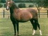 stallion Keston Royal Occasion (Welsh-Pony (Section B), 1972, from Downland Mandarin)