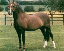 stallion Keston Royal Occasion (Welsh-Pony (Section B), 1972, from Downland Mandarin)