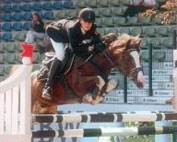 stallion Douglas (German Riding Pony, 1991, from Dublino)