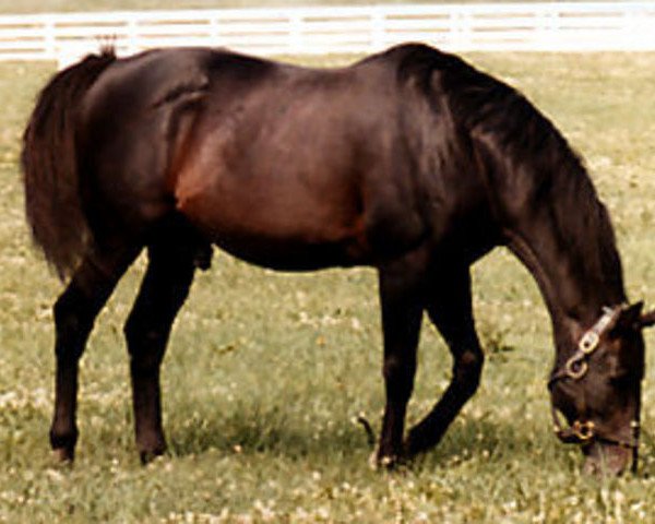 stallion Best Turn xx (Thoroughbred, 1966, from Turn-To xx)