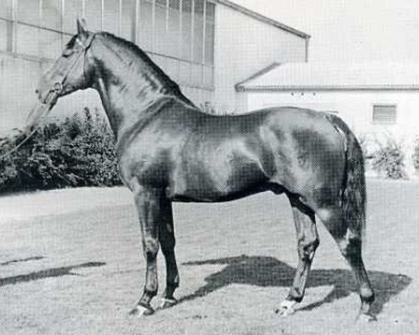 stallion Cromwell (Holsteiner, 1960, from Cottage Son xx)