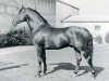 stallion Cromwell (Holsteiner, 1960, from Cottage Son xx)