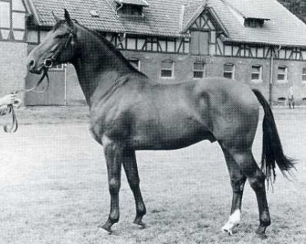 Deckhengst Colt (Holsteiner, 1964, von Cromwell)