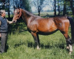 broodmare Ella (Holsteiner, 1968, from Colt)