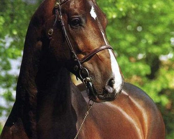 stallion Coriander (Holsteiner, 1982, from Coriolan)