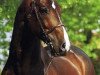 stallion Coriander (Holsteiner, 1982, from Coriolan)