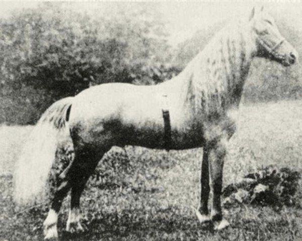Deckhengst Revolt (Welsh Mountain Pony (Sek.A), 1909, von Llwyn Tyrant)
