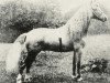 stallion Revolt (Welsh mountain pony (SEK.A), 1909, from Llwyn Tyrant)