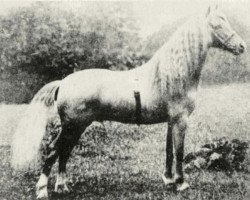 stallion Revolt (Welsh mountain pony (SEK.A), 1909, from Llwyn Tyrant)