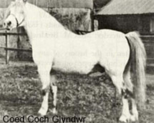 stallion Coed Coch Glyndwr (Welsh mountain pony (SEK.A), 1935, from Revolt)