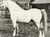 Deckhengst Coed Coch Glyndwr (Welsh Mountain Pony (Sek.A), 1935, von Revolt)