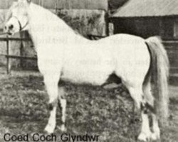 Deckhengst Coed Coch Glyndwr (Welsh Mountain Pony (Sek.A), 1935, von Revolt)