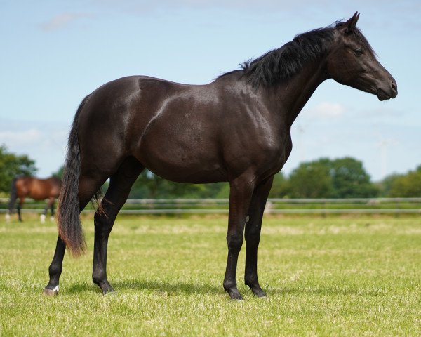 dressage horse Donauerbin (Trakehner, 2020, from Speedway 7)
