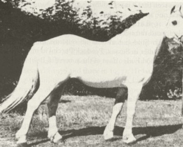 stallion Coed Coch Seryddwr (Welsh mountain pony (SEK.A), 1943, from Coed Coch Glyndwr)
