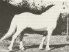 stallion Coed Coch Seryddwr (Welsh mountain pony (SEK.A), 1943, from Coed Coch Glyndwr)