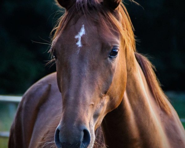 dressage horse Fönix of Flame (Westphalian, 2014, from Fiano)