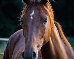 horse Fönix of Flame (Westphalian, 2014, from Fiano)