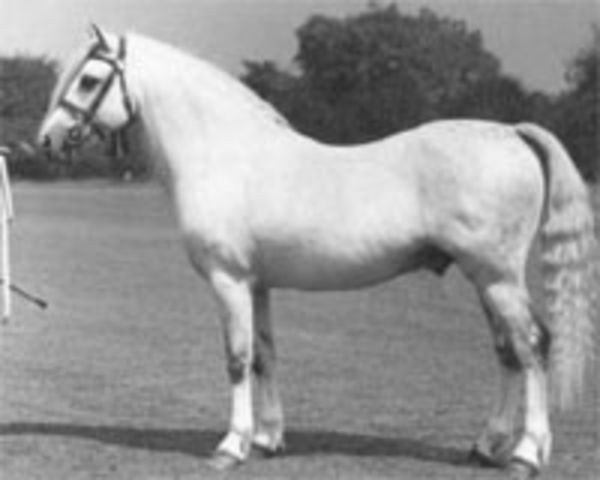 stallion Coed Coch Madog (Welsh mountain pony (SEK.A), 1947, from Coed Coch Seryddwr)