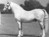 Deckhengst Coed Coch Madog (Welsh Mountain Pony (Sek.A), 1947, von Coed Coch Seryddwr)