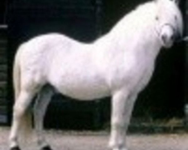 stallion Coed Coch Salsbri (Welsh mountain pony (SEK.A), 1957, from Coed Coch Madog)