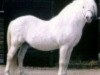 Deckhengst Coed Coch Salsbri (Welsh Mountain Pony (Sek.A), 1957, von Coed Coch Madog)