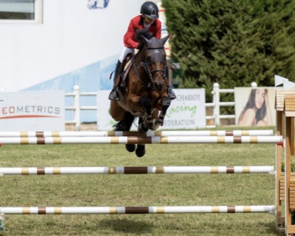 jumper Miracle G (Swedish Warmblood, 2010, from Monte Bellini)