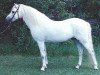 Deckhengst Coed Coch Targed (Welsh Pony (Sek.B), 1969, von Coed Coch Salsbri)