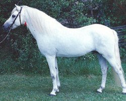 Deckhengst Coed Coch Targed (Welsh Pony (Sek.B), 1969, von Coed Coch Salsbri)